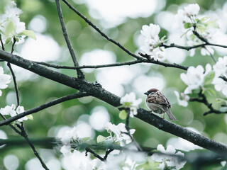 青岛属于南方还是北方？